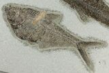 Multiple Fossil Fish (Diplomystus & Knightia) - Wyoming #198103-3
